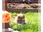 Pomeranian PUPPY FOR SALE ADN-771314 - Little Bundles of Joy Mini Teddy Bear