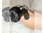 Yorkshire Terrier PUPPY FOR SALE ADN-771312 - 3 female 1 male