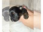 Yorkshire Terrier PUPPY FOR SALE ADN-771312 - Tiny Yorkies
