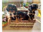 Cavalier King Charles Spaniel PUPPY FOR SALE ADN-771241 - Cavalier King Charles