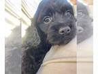 Cock-A-Poo-Cockapoo Mix PUPPY FOR SALE ADN-771230 - Cock A Poo Puppies