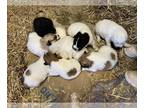Great Pyrenees PUPPY FOR SALE ADN-771210 - 8 Great Pyrenees Puppies