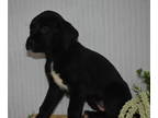 Boxer-Golden Retriever Mix PUPPY FOR SALE ADN-771183 - retriever boxer mix