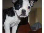 Faux Frenchbo Bulldog PUPPY FOR SALE ADN-771146 - Frenchton Puppies