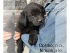 Sheprador PUPPY FOR SALE ADN-771142 - Litter of 8 Shepradors