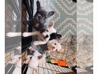 French Bulldog PUPPY FOR SALE ADN-771139 - Fantastic Four