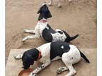 German Shorthaired Pointer PUPPY FOR SALE ADN-771108 - German Shorthaired