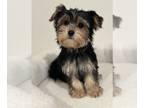 Yorkshire Terrier PUPPY FOR SALE ADN-771090 - AKC beautiful standard Yorkie