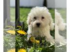 Poodle (Miniature) PUPPY FOR SALE ADN-771075 - Beautiful miniature female poodle