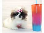 Pekingese PUPPY FOR SALE ADN-771368 - Pekingese Puppy For Sale