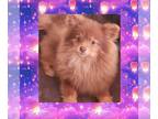 Pomeranian PUPPY FOR SALE ADN-771316 - AKC CHOCOLATE COVERED SHERRY