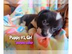 Aussie-Corgi PUPPY FOR SALE ADN-771313 - Cowboy Corgi Puppies
