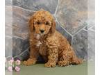 Poodle (Miniature) PUPPY FOR SALE ADN-771308 - ACA Mini Poodle