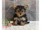 Yorkshire Terrier PUPPY FOR SALE ADN-771302 - ACA Yorkshire Terrier