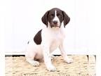 German Shorthaired Pointer PUPPY FOR SALE ADN-771294 - German Shorthaired