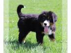 Bernese Mountain Dog PUPPY FOR SALE ADN-771281 - AKC Bernese Mountain Dog