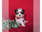 Biewer Terrier-Maltese Mix PUPPY FOR SALE ADN-771271 - Adorable Toy Size Biewer