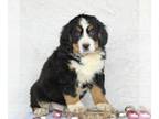 Bernese Mountain Dog PUPPY FOR SALE ADN-771269 - Bernese Mountain Dog