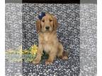 Golden Retriever PUPPY FOR SALE ADN-771268 - SUPER SWEET GOLDEN RETRIEVER PUPPY