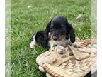 Dachshund PUPPY FOR SALE ADN-771245 - Bentley