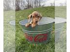 Dachshund PUPPY FOR SALE ADN-771243 - Archer