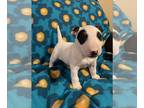 Bull Terrier PUPPY FOR SALE ADN-771222 - Bull terrier