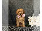 Poodle (Toy) PUPPY FOR SALE ADN-771218 - ACA REG Toy Poodle Puppy