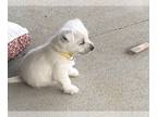 West Highland White Terrier PUPPY FOR SALE ADN-771182 - Sapphire Kennel Pups