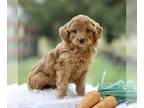 Cockapoo PUPPY FOR SALE ADN-771177 - Mini Goldendoodle