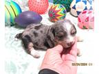 Chiweenie-Poodle (Toy) Mix PUPPY FOR SALE ADN-771175 - Ian Silver Dapple