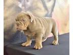 English Bulldog PUPPY FOR SALE ADN-771173 - LILAC TAN TRI