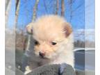 Pomeranian PUPPY FOR SALE ADN-771165 - Cream girl