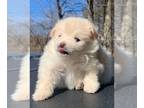 Pomeranian PUPPY FOR SALE ADN-771161 - Cream Toy Pomeranian Boy