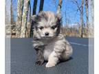 Pomeranian PUPPY FOR SALE ADN-771157 - Blue Merle Boy