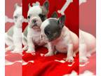 French Bulldog PUPPY FOR SALE ADN-771154 - AKC Mini Frenchies looking for their