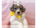 Bernedoodle (Miniature) PUPPY FOR SALE ADN-771152 - White Merle spotted Mini