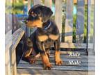 Rottweiler PUPPY FOR SALE ADN-771147 - AKC Rottweilers