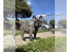 French Bulldog PUPPY FOR SALE ADN-771144 - French bulldog puppy