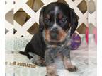 Beagle PUPPY FOR SALE ADN-771136 - Tera Blue Tick Beagle Girl