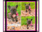 French Bulldog PUPPY FOR SALE ADN-771122 - AKC French Bulldog Puppy