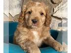 Australian Mountain Dog PUPPY FOR SALE ADN-771116 - Mini Australian Mountain