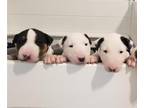 Bull Terrier PUPPY FOR SALE ADN-771083 - Bull Terrier Puppies Upcoming Litter