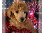 Poodle (Miniature) PUPPY FOR SALE ADN-771073 - AKC Mini Poodle