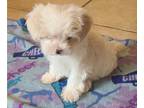 Mal-Shi PUPPY FOR SALE ADN-771072 - Registered Male MalShi Available