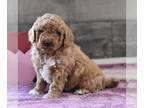 Miniature Labradoodle PUPPY FOR SALE ADN-771065 - Mini Labradoodle