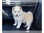 Pomsky PUPPY FOR SALE ADN-771059 - Pomsky Rare Color