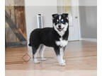 Pomsky PUPPY FOR SALE ADN-771058 - Kimber