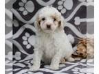 Poodle (Miniature) PUPPY FOR SALE ADN-771051 - Mini Poodle