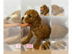 Goldendoodle PUPPY FOR SALE ADN-771025 - Pink girl