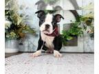 Boston Terrier PUPPY FOR SALE ADN-771013 - Diesel Amazing Male Black White